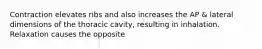 Contraction elevates ribs and also increases the AP & lateral dimensions of the thoracic cavity, resulting in inhalation. Relaxation causes the opposite