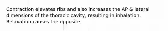 Contraction elevates ribs and also increases the AP & lateral dimensions of the thoracic cavity, resulting in inhalation. Relaxation causes the opposite