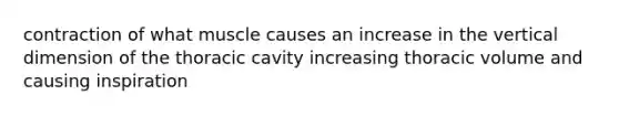 contraction of what muscle causes an increase in the vertical dimension of the thoracic cavity increasing thoracic volume and causing inspiration