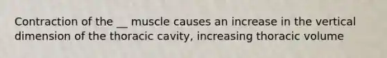 Contraction of the __ muscle causes an increase in the vertical dimension of the thoracic cavity, increasing thoracic volume