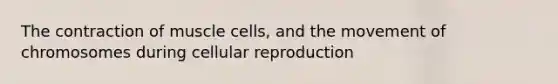 The contraction of muscle cells, and the movement of chromosomes during cellular reproduction