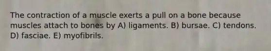 The contraction of a muscle exerts a pull on a bone because muscles attach to bones by A) ligaments. B) bursae. C) tendons. D) fasciae. E) myofibrils.