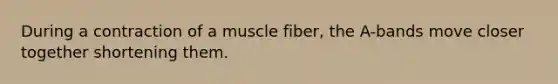 During a contraction of a muscle fiber, the A-bands move closer together shortening them.