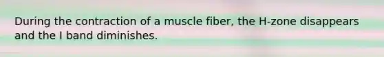 During the contraction of a muscle fiber, the H-zone disappears and the I band diminishes.