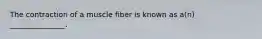 The contraction of a muscle fiber is known as a(n) _______________.