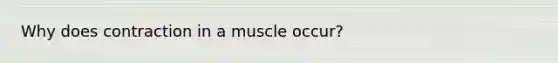 Why does contraction in a muscle occur?