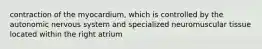 contraction of the myocardium, which is controlled by the autonomic nervous system and specialized neuromuscular tissue located within the right atrium