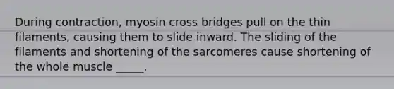 During contraction, myosin cross bridges pull on the thin filaments, causing them to slide inward. The sliding of the filaments and shortening of the sarcomeres cause shortening of the whole muscle _____.