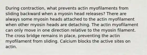 During contraction, what prevents actin myofilaments from sliding backward when a myosin head releases? There are always some myosin heads attached to the actin myofilament when other myosin heads are detaching. The actin myofilament can only move in one direction relative to the myosin filament. The cross bridge remains in place, preventing the actin myofilament from sliding. Calcium blocks the active sites on actin.