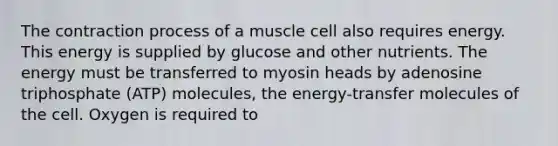 The contraction process of a muscle cell also requires energy. This energy is supplied by glucose and other nutrients. The energy must be transferred to myosin heads by adenosine triphosphate (ATP) molecules, the energy-transfer molecules of the cell. Oxygen is required to