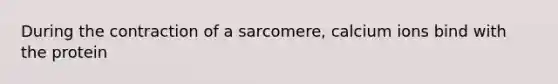 During the contraction of a sarcomere, calcium ions bind with the protein