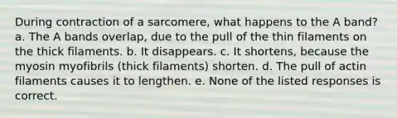 During contraction of a sarcomere, what happens to the A band? a. The A bands overlap, due to the pull of the thin filaments on the thick filaments. b. It disappears. c. It shortens, because the myosin myofibrils (thick filaments) shorten. d. The pull of actin filaments causes it to lengthen. e. None of the listed responses is correct.