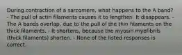 During contraction of a sarcomere, what happens to the A band? - The pull of actin filaments causes it to lengthen. It disappears. - The A bands overlap, due to the pull of the thin filaments on the thick filaments. - It shortens, because the myosin myofibrils (thick filaments) shorten. - None of the listed responses is correct.