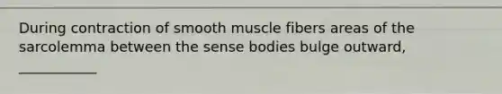 During contraction of smooth muscle fibers areas of the sarcolemma between the sense bodies bulge outward, ___________