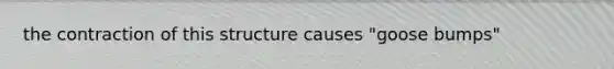 the contraction of this structure causes "goose bumps"