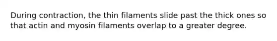 During contraction, the thin filaments slide past the thick ones so that actin and myosin filaments overlap to a greater degree.