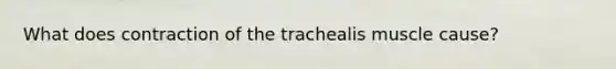 What does contraction of the trachealis muscle cause?