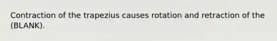 Contraction of the trapezius causes rotation and retraction of the (BLANK).