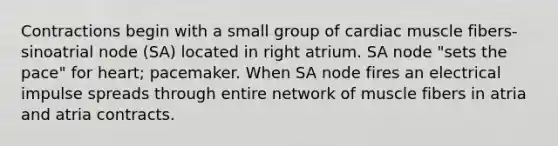 Contractions begin with a small group of cardiac muscle fibers- sinoatrial node (SA) located in right atrium. SA node "sets the pace" for heart; pacemaker. When SA node fires an electrical impulse spreads through entire network of muscle fibers in atria and atria contracts.