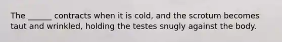 The ______ contracts when it is cold, and the scrotum becomes taut and wrinkled, holding the testes snugly against the body.