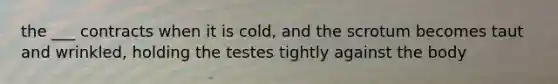 the ___ contracts when it is cold, and the scrotum becomes taut and wrinkled, holding the testes tightly against the body