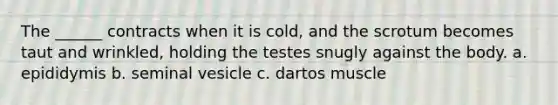 The ______ contracts when it is cold, and the scrotum becomes taut and wrinkled, holding the testes snugly against the body. a. epididymis b. seminal vesicle c. dartos muscle