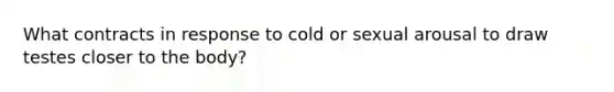 What contracts in response to cold or sexual arousal to draw testes closer to the body?