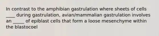 In contrast to the amphibian gastrulation where sheets of cells ____ during gastrulation, avian/mammalian gastrulation involves an _____ of epiblast cells that form a loose mesenchyme within the blastocoel