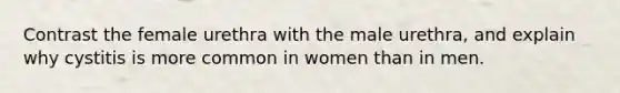 Contrast the female urethra with the male urethra, and explain why cystitis is more common in women than in men.