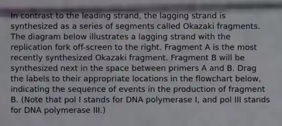 In contrast to the leading strand, the lagging strand is synthesized as a series of segments called Okazaki fragments. The diagram below illustrates a lagging strand with the replication fork off-screen to the right. Fragment A is the most recently synthesized Okazaki fragment. Fragment B will be synthesized next in the space between primers A and B. Drag the labels to their appropriate locations in the flowchart below, indicating the sequence of events in the production of fragment B. (Note that pol I stands for DNA polymerase I, and pol III stands for DNA polymerase III.)