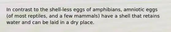 In contrast to the shell-less eggs of amphibians, amniotic eggs (of most reptiles, and a few mammals) have a shell that retains water and can be laid in a dry place.