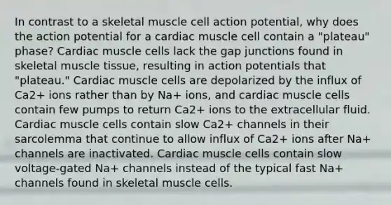 In contrast to a skeletal muscle cell action potential, why does the action potential for a cardiac muscle cell contain a "plateau" phase? Cardiac muscle cells lack the gap junctions found in skeletal muscle tissue, resulting in action potentials that "plateau." Cardiac muscle cells are depolarized by the influx of Ca2+ ions rather than by Na+ ions, and cardiac muscle cells contain few pumps to return Ca2+ ions to the extracellular fluid. Cardiac muscle cells contain slow Ca2+ channels in their sarcolemma that continue to allow influx of Ca2+ ions after Na+ channels are inactivated. Cardiac muscle cells contain slow voltage-gated Na+ channels instead of the typical fast Na+ channels found in skeletal muscle cells.