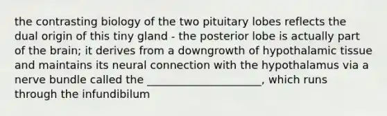 the contrasting biology of the two pituitary lobes reflects the dual origin of this tiny gland - the posterior lobe is actually part of <a href='https://www.questionai.com/knowledge/kLMtJeqKp6-the-brain' class='anchor-knowledge'>the brain</a>; it derives from a downgrowth of hypothalamic tissue and maintains its neural connection with the hypothalamus via a nerve bundle called the _____________________, which runs through the infundibilum