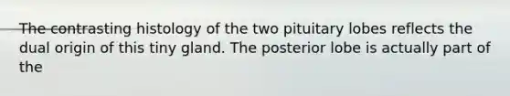 The contrasting histology of the two pituitary lobes reflects the dual origin of this tiny gland. The posterior lobe is actually part of the