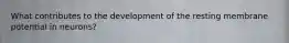 What contributes to the development of the resting membrane potential in neurons?