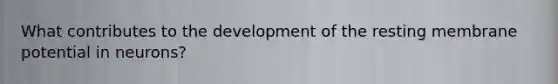 What contributes to the development of the resting membrane potential in neurons?