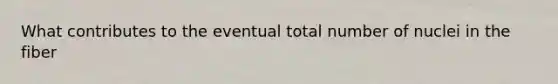 What contributes to the eventual total number of nuclei in the fiber