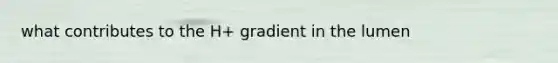 what contributes to the H+ gradient in the lumen