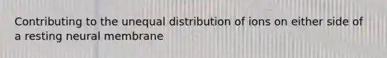 Contributing to the unequal distribution of ions on either side of a resting neural membrane