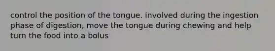 control the position of the tongue. involved during the ingestion phase of digestion, move the tongue during chewing and help turn the food into a bolus