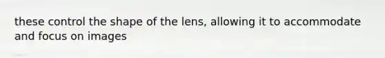 these control the shape of the lens, allowing it to accommodate and focus on images