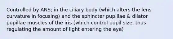 Controlled by ANS; in the ciliary body (which alters the lens curvature in focusing) and the sphincter pupillae & dilator pupillae muscles of the iris (which control pupil size, thus regulating the amount of light entering the eye)