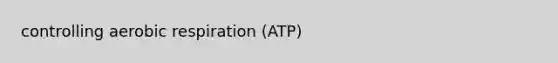 controlling aerobic respiration (ATP)