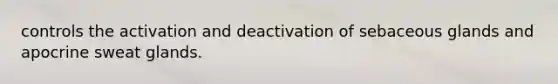 controls the activation and deactivation of sebaceous glands and apocrine sweat glands.