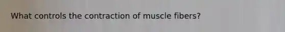 What controls the contraction of muscle fibers?
