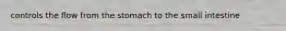 controls the flow from the stomach to the small intestine