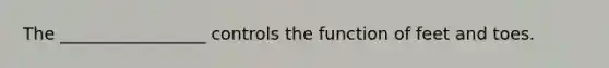 The _________________ controls the function of feet and toes.