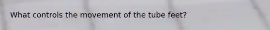 What controls the movement of the tube feet?
