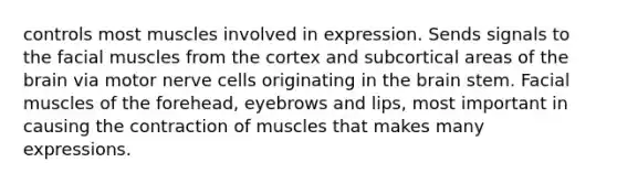 controls most muscles involved in expression. Sends signals to the facial muscles from the cortex and subcortical areas of the brain via motor nerve cells originating in the brain stem. Facial muscles of the forehead, eyebrows and lips, most important in causing the contraction of muscles that makes many expressions.