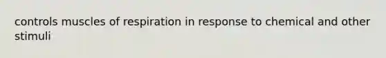 controls muscles of respiration in response to chemical and other stimuli